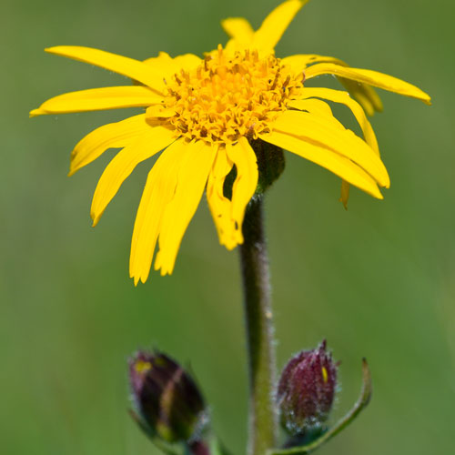 Echte Arnika Naturparke